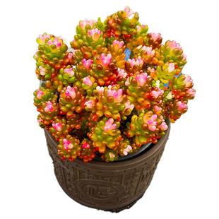 虹之玉 多肉植物老桩红浆果四季好养室内阳台桌面盆栽红色植物