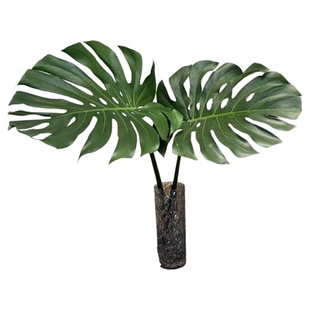 一棵两叶水培叶龟背竹水培植物院落室内高颜值大叶龟背竹造景绿植