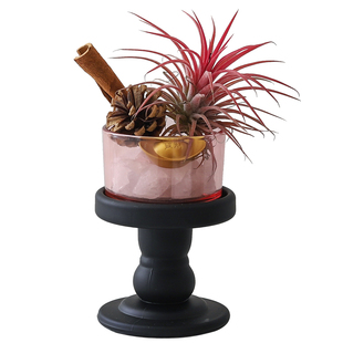 空气凤梨室内创意摆件桌面好养绿植小盆栽收银台礼物肉桂生财盆景