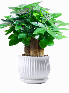 摆件绿植盆栽五彩椒朝天椒苹果椒