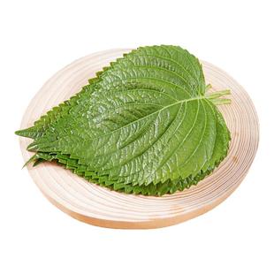新鲜苏子叶包饭叶韩式烤肉紫苏叶蔬菜粘豆包叶蘸酱菜散装包邮