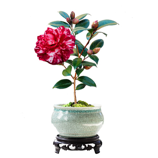 红叶贝拉山茶花苗 绿植花卉盆栽阳台室内客厅好养庭院办公室植物