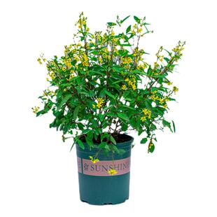 金英花盆栽带花苞室外阳台庭院开花好养植物绿植四季花卉老桩花苗