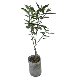 融安脆蜜金桔苗第三代嫁接广西四季脆皮滑皮金柑盆栽金橘水果树苗