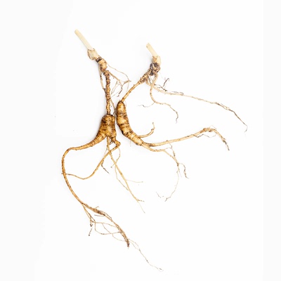 东北新鲜野生泡酒长白山林下参