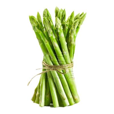 [芦笋种子]可多年采收/四季可种