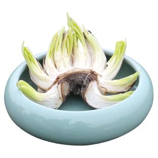 【雕刻水仙】水仙花种球水仙雕刻好室内水养冬季花卉盆栽花种子