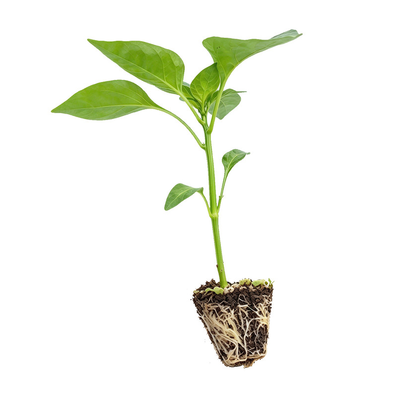 辣椒苗小米辣椒秧苗盆栽朝天椒指天椒辣椒蔬菜苗种苗阳台庭院种植
