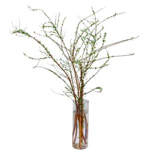 A级雪柳鲜枝带花苞鲜花云南直发花期长好养的鲜切花客厅水培插花