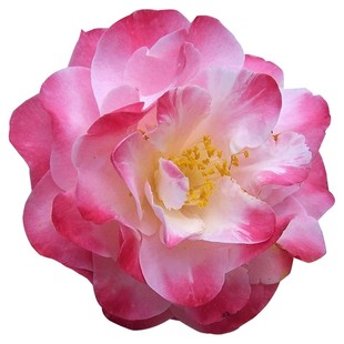 天狼 山茶花 庭院花园喜光易养护观赏性绿植盆栽花卉苗