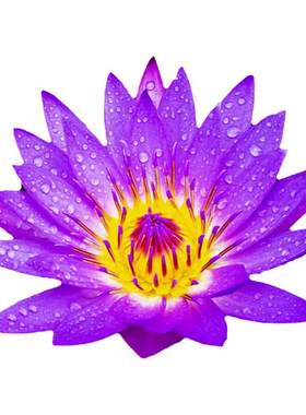 塔莎的花园碗莲水培块根植物四季