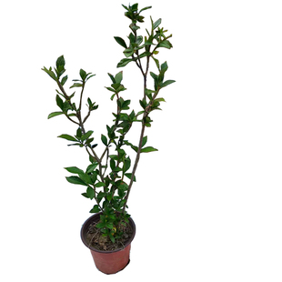 药用黄栀子果树苗盆栽带盆野山栀子花苗老桩熟桩地栽庭院一物一拍