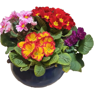 德国报春花种子耐寒七重楼黄花九轮樱草花晚景花种籽阳台盆栽四季