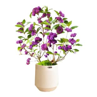 带果紫珠盆栽盆景花树庭院绿植室内植物桌面多年生耐寒好养花卉