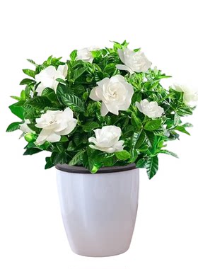 特级栀子花重瓣浓香型带花苞花卉