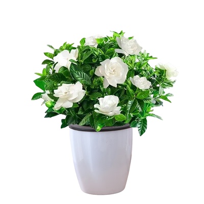 特级栀子花重瓣浓香型带花苞花卉