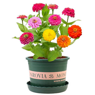 百日草花种籽子步步高百日菊花籽室外四季播种易活开花庭院盆栽