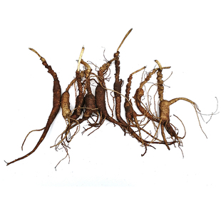 老池底林下参残参新鲜野山参残枝锈参野生鲜人参籽货东北老山参