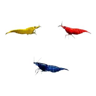 七彩观赏虾淡水晶虾黑壳除藻虾樱花极火虾黄金背米虾蓝宝石虾清洁