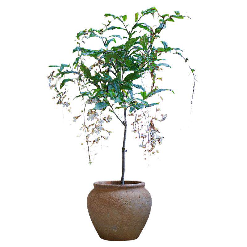 【精品垂丝茉莉】好养盆栽带花苞