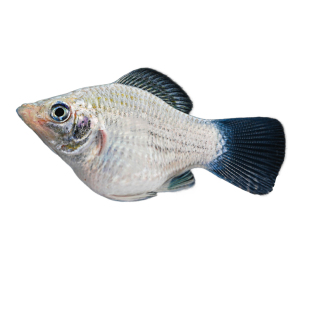 胎生鱼活体玛丽球淡水广温小鱼易繁殖鱼好养热带观赏鱼新手闯缸鱼