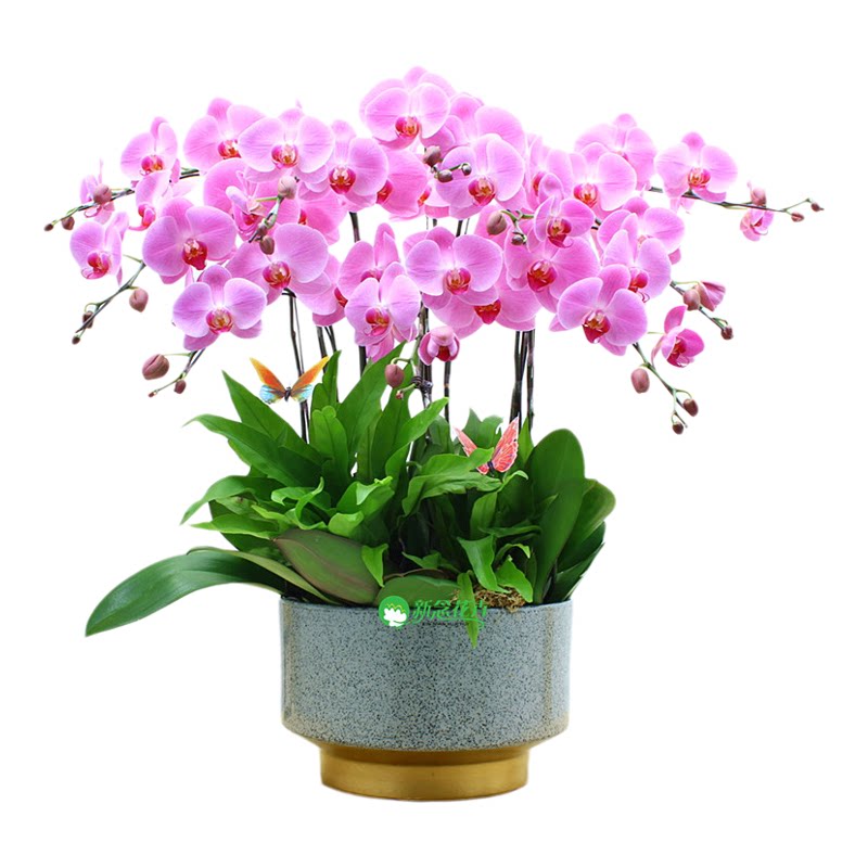 【上海本地】蝴蝶兰盆栽带花鲜花开业乔迁高档花卉大盆景室内客厅