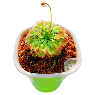 茅膏菜迷你桌面植物盆栽捕蝇草猪笼草食虫绿植新手推荐好养植物草