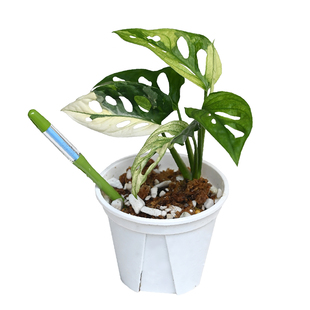 花信SUSTEE水分计植物水份计土壤水分计湿度计检测仪养花浇水湿度