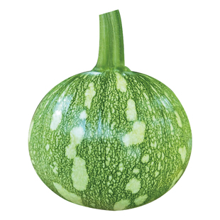 嫩南瓜种子种籽一串铃菜瓜高产小嫩南瓜种青瓜蔬菜苗孑菜苗苗秧