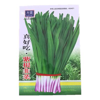 四季紫根韭菜种子大叶宽叶