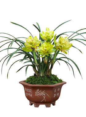 牡丹四季盆栽植物浓香型兰花苗