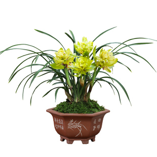 德芳兰业兰花苗春兰黄金牡丹阳台浓香绿植兰草好养花卉盆栽