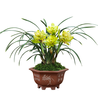 牡丹四季盆栽植物浓香型兰花苗