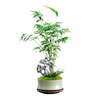 米竹盆景办公室江南园林盆栽