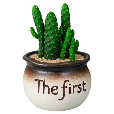 仙人球组合小盆栽多肉植物