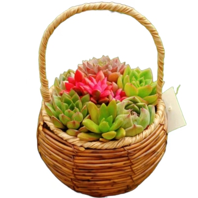多肉植物组合盆栽种好发货手提花篮办公阳台绿植花卉多颗拼盆带篮