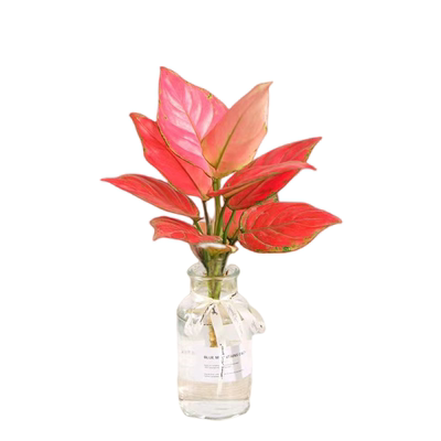 水培植物吉利红苔藓球四季好养活