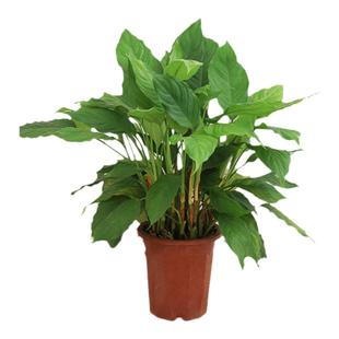 万年青盆栽室内客厅办公室大型落地绿植物好养耐寒耐旱四季易活