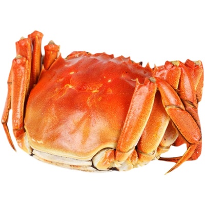 正宗盘锦河蟹鲜活稻田蟹20只全母1.1-2.2两螃蟹大闸蟹顺丰礼盒