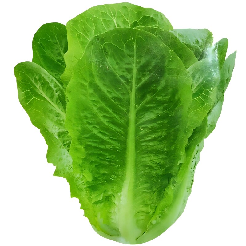 四季耐热可生吃孔雀菜生菜种子