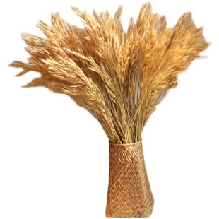 天然秋色小燕麦筱麦穗束真花背景橱窗道具文艺干草装饰干枝花束