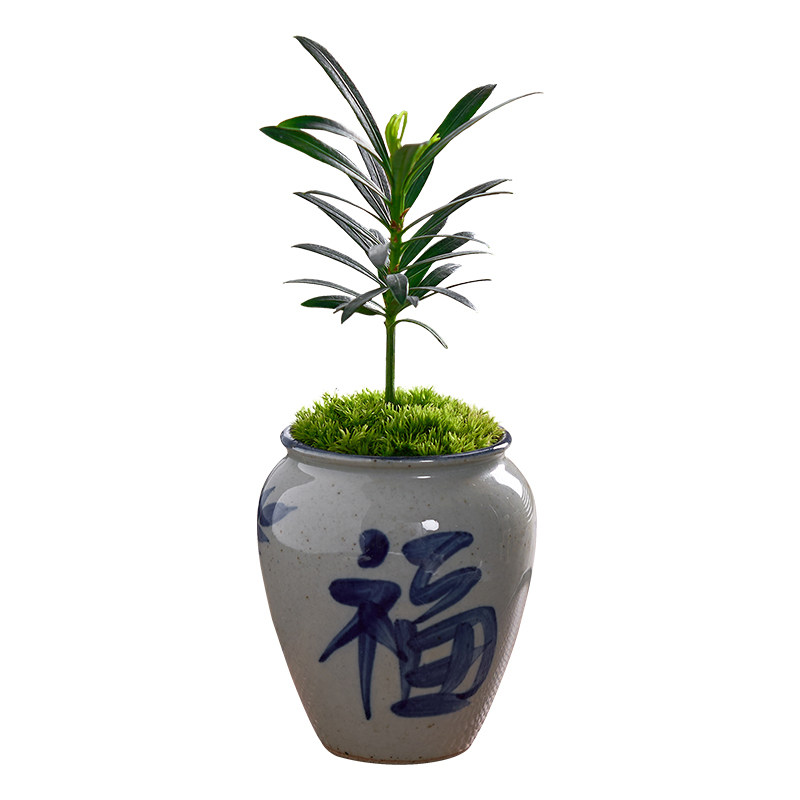 海岛罗汉松室内桌面茶桌小绿植