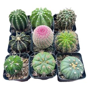 多棱玉仙人球大全新款套餐客厅室内开花新手组合多肉植物好养花苞