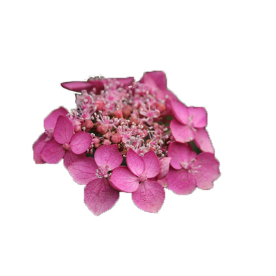 山野气息山绣球海蒂的花园