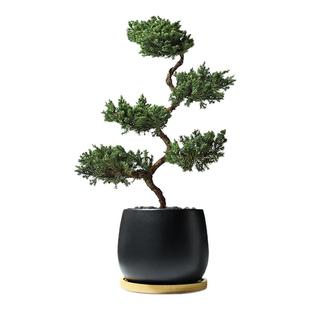 五层塔松盆栽室内客厅迎客松植物盆景办公室桌面绿植乔迁开业礼物