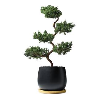五层塔松盆栽室内客厅迎客松植物盆景罗汉松办公桌面绿植乔迁礼物