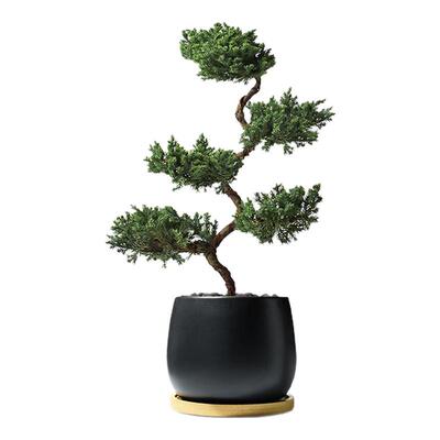 五层塔松盆栽迎客松花卉绿植