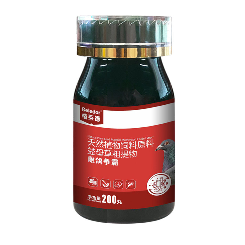 格莱德雌鸽争霸赛鸽种鸽雌鸽丸