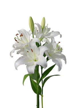 香水百合花种球带盆栽好特大矮化