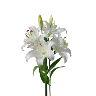 香水百合花种球带盆栽好特大矮化重瓣多季种植进口室内外耐寒植物